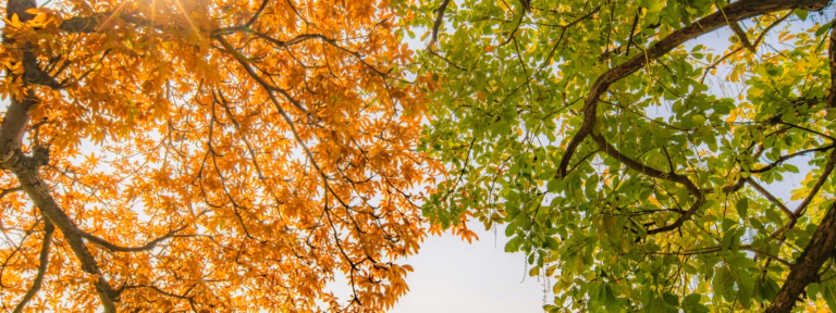 Fall vs Spring