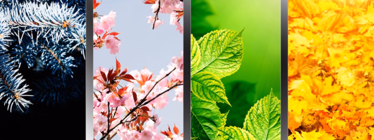 Website photos -Seasons