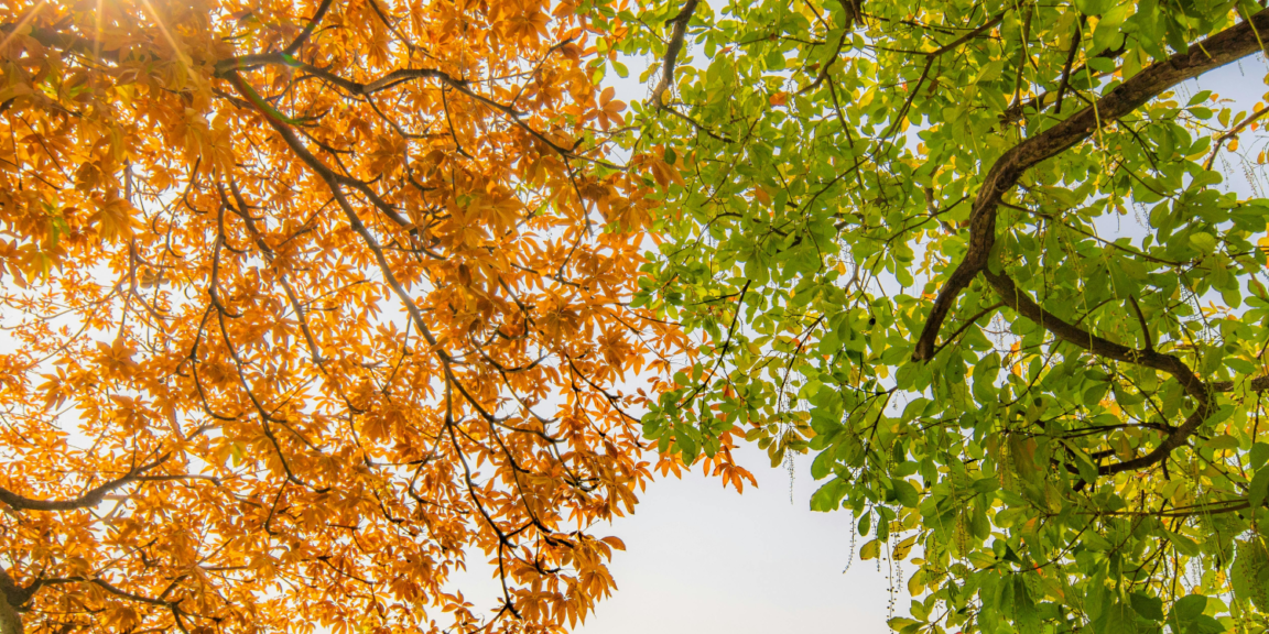 Fall vs Spring